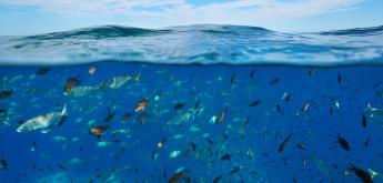 Sous la surface de l'océan 