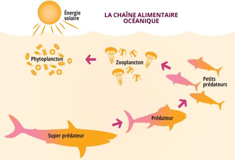 Illustration de la chaîne alimentaire océanique