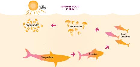 Illustration of marine food chain