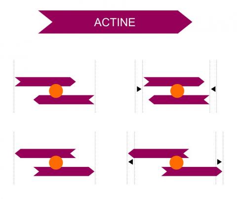 En fonction de la disposition des filaments d’actine, le moteur moléculaire (myosine, en orange) induit soit une extension ou une contraction.