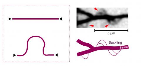 When subjected to compression, an actin filament 'buckles' in a loop. This buckling can be seen within an actin bundle. © Lenz et al., arXiv (2012)