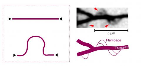 Soumis à une compression, un filament d’actine « flambe » sous forme de boucle. Ces flambages sont visualisables au sein d’un faisceau d’actine. © Lenz et al., arXiv (2012)