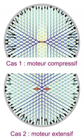 Peu importe le comportement du moteur (flèches internes) dans un réseau d’actine, une contraction sera toujours observée aux bords de la cellule (flèches externes). © Ronceray et al., arXiv (2015)