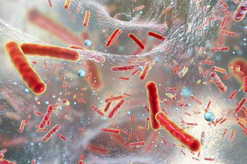Bactéries multirésistantes à l’intérieur d’un biofilm - Antibiotic resistant bacteria inside a biofilm