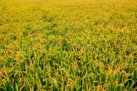 Rice paddy filed background