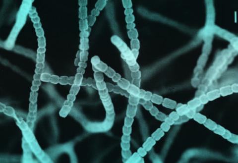 Streptomyces griseus color enhanced scanning electron micrograph. This image is courtesy of the Actinomycetes Society of Japan.