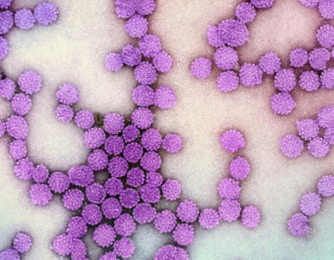 National Institute of Allergy and Infectious Diseases