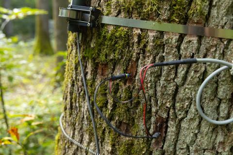La station de recherche forestière de Barbeau