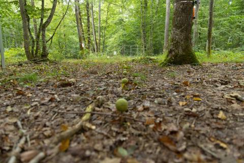 La station de recherche forestière de Barbeau