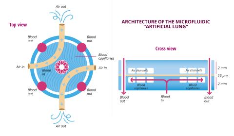 Architecture of the microfluidic "artificial lung"