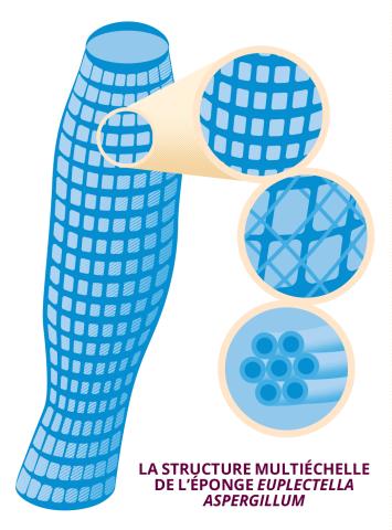 La structure multiéchelle de l'éponge des abysses Euplectella aspergillum