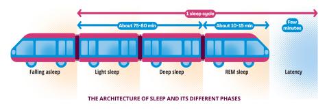 The architecture of sleep and its different phases.