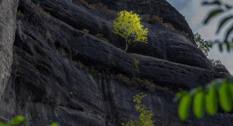 image-nature