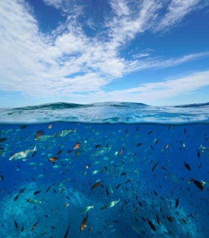 Sous la surface de l'océan 