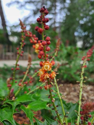 Semis et boutures au Jardin botanique de l'Université Paris-Saclay