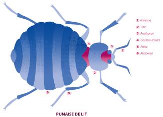 Punaise de lit