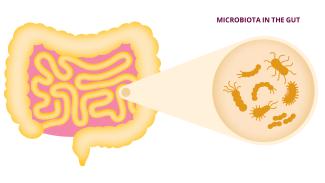 Illustration of microbiota in the gut