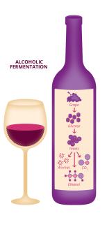 Illustration of alcoholic fermentation.
