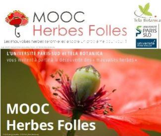 image-mooc-herbes-folles