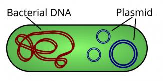 Diagram of a bacterium containing a plasmid.  Source: Normand.cyr